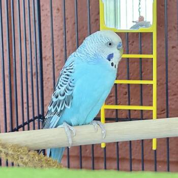 Parakeet Birds Available for Adoption in Barnstable, Massachusetts - LUFFY | PetCurious