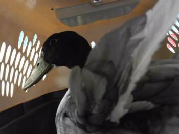 Duck Birds Available for Adoption in Omaha, Nebraska - CONNOR | PetCurious