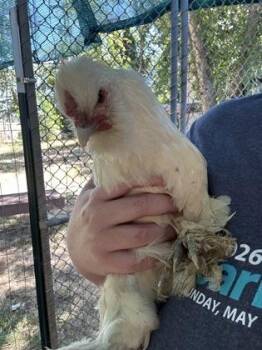 Coconut -  Chicken Bird for Adoption in Eugene, Oregon - Coconut | PetCurious