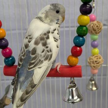 Blue -  Parakeet Bird for Adoption in Syracuse, New York - Blue | PetCurious