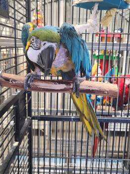 Kokomo -  Macaw Bird for Adoption in Wakefield, Virginia - Kokomo | PetCurious