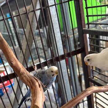 Peaches -  Parakeet Bird for Adoption in Quakertown, Pennsylvania - Peaches | PetCurious