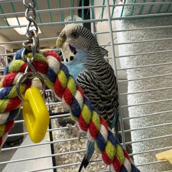 Parakeet Birds Available for Adoption in Dayton, Ohio - Jewel | PetCurious