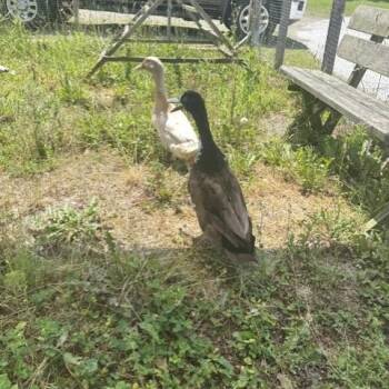 Pebbles -  Duck Bird for Adoption - Pebbles | PetCurious