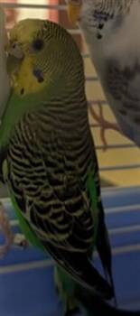 LUCKY -  Budgie Budgerigar Bird for Adoption in Colorado Springs, Colorado - LUCKY | PetCurious