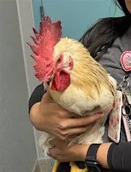 ROGER -  Chicken Bird for Adoption in Las Vegas, Nevada - ROGER | PetCurious