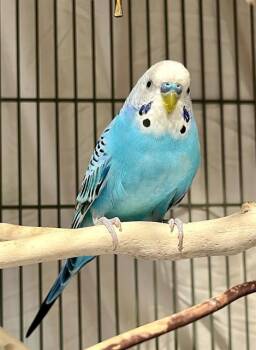 Parakeet Birds Available for Adoption in San Francisco, California - WALTER | PetCurious