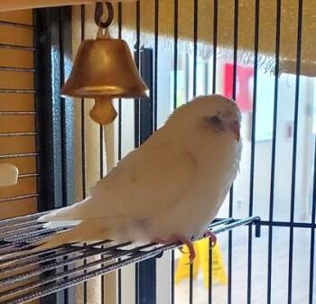 Budgie Budgerigar Birds Available for Adoption in Fairfax, Virginia - Kate | PetCurious