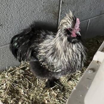 Chicken Birds Available for Adoption - Cam (ID 50336) | PetCurious