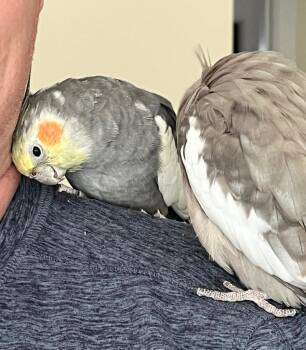 Cockatiel Birds Available for Adoption - Paul | PetCurious