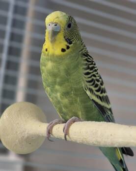 Skyler -  Parakeet Bird for Adoption in Mississauga, Ontario - Skyler | PetCurious