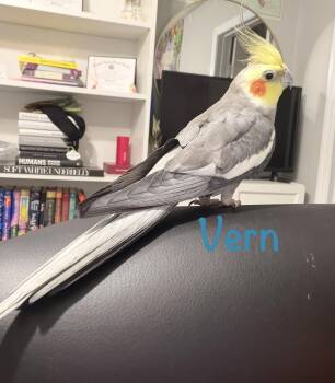 Vern -  Cockatiel Bird for Adoption in Temple Terr, Florida - Vern | PetCurious