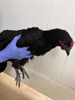 DAVES HOT CHICKEN -  Chicken Bird for Adoption in Omaha, Nebraska - DAVES HOT CHICKEN | PetCurious