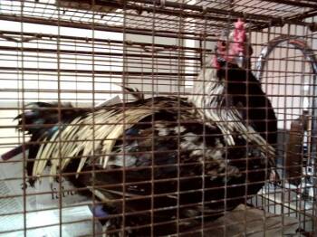 Chicken Birds Available for Adoption in Martinez, California - ORION | PetCurious