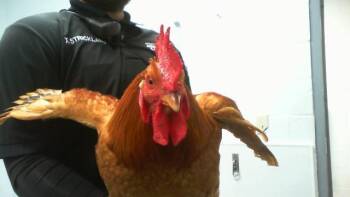 Chicken Birds Available for Adoption in Charlotte, North Carolina - A1262165 | PetCurious