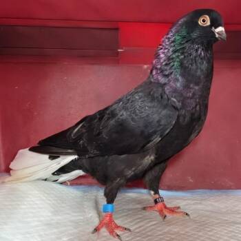 Kashmir -  Pigeon Bird for Adoption in Chicago, Illinois - Kashmir | PetCurious