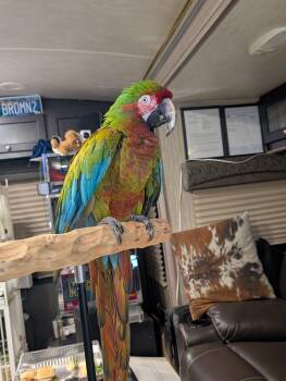 Topaz The Jubilee Macaw -  Macaw and Parrot Bird for Adoption in Vancouver, Washington - Topaz The Jubilee Macaw | PetCurious