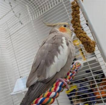 Chicken Nugget -  Cockatiel Bird for Adoption in Montreal, Quebec - Chicken Nugget | PetCurious