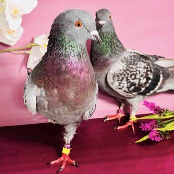 Pigeon Birds Available for Adoption in Chicago, Illinois - Giordana & Bolero (married Couple) | PetCurious