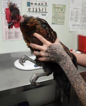 HERMES* -  Chicken Bird for Adoption in Santa Cruz, California - HERMES* | PetCurious
