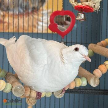 Dove Birds Available for Adoption in Hamilton, Ontario - Diamond (bonded To Crystal) | PetCurious