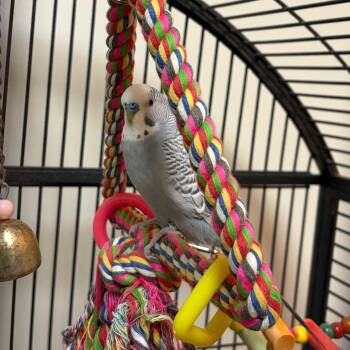 Doc -  Parakeet Bird for Adoption in Bedford, New Hampshire - Doc | PetCurious