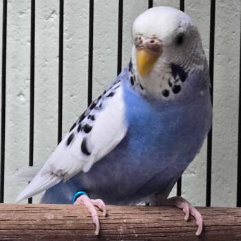 Parakeet Birds Available for Adoption in Jefferson, Wisconsin - Sonny | PetCurious