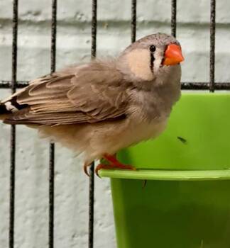 Finch Birds Available for Adoption in Boston, Massachusetts - POSH | PetCurious