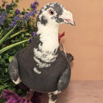 Jimmies -  Pigeon Bird for Adoption in Chicago, Illinois - Jimmies | PetCurious