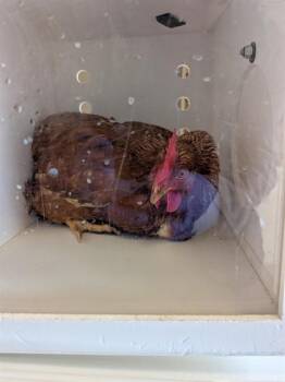 Chicken Birds Available for Adoption in Ontario, California - A008396 | PetCurious