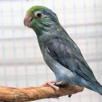 Parrotlet Birds Available for Adoption in Kanab, Utah - Diana | PetCurious