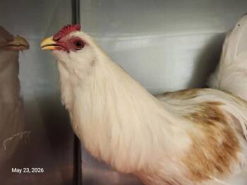 Chicken Birds Available for Adoption in Santa Cruz, California - EINSTIEN | PetCurious