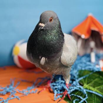 Polly -  Pigeon Bird for Adoption in Chicago, Illinois - Polly | PetCurious