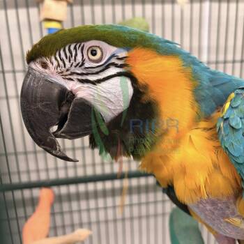 Macaw Birds Available for Adoption - P.Bird | PetCurious