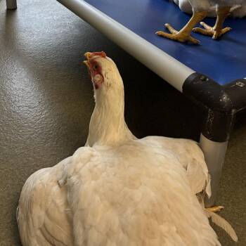 72636 -  Chicken Bird for Adoption in Harrisonburg, Virginia - 72636 | PetCurious