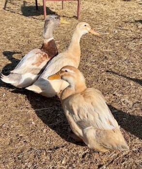 Duck Birds Available for Adoption in Nashville, Tennessee - Peanut, Butter, & Jelly | PetCurious