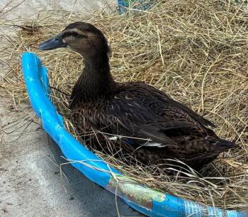 Duck Birds Available for Adoption in Union, Missouri - FINLEY | PetCurious