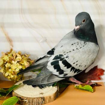 Lucca -  Pigeon Bird for Adoption in Chicago, Illinois - Lucca | PetCurious