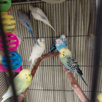 Parakeet Birds Available for Adoption - 24 | PetCurious