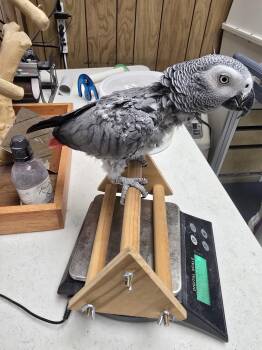 Pepper -  African Grey Bird for Adoption in Inverness, Florida - Pepper | PetCurious