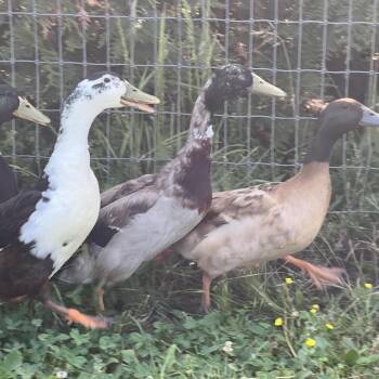 St. Pete -  Duck Bird for Adoption in Quakertown, Pennsylvania - St. Pete | PetCurious