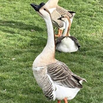 Patrick -  Goose Bird for Adoption in Nampa, Idaho - Patrick | PetCurious