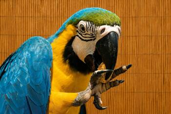 UPCOMING -07-14- Keisha Female Blue & Gold Macaw - For Ladies ON -  Macaw Bird for Adoption in Vancouver, Washington - UPCOMING -07-14- Keisha Female Blue & Gold Macaw - For Ladies ON | PetCurious
