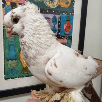 Toadstool -  Pigeon Bird for Adoption in Chicago, Illinois - Toadstool | PetCurious