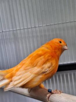 orange -  Canary Bird for Adoption in Montreal, Quebec - Orange | PetCurious