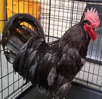 Chicken Birds Available for Adoption in Las Vegas, Nevada - FOGHORN | PetCurious