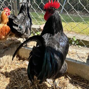 Ricky -  Chicken Bird for Adoption in Newport, North Carolina - Ricky | PetCurious