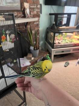 Budgie Budgerigar Birds Available for Adoption in Pasco, Washington - MSRP | PetCurious