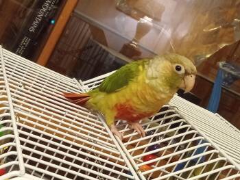 Maui -  Conure Bird for Adoption in Ssl, Utah - Maui | PetCurious