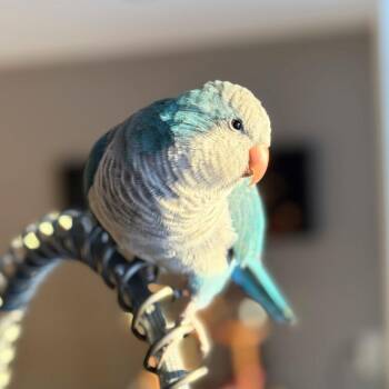Quaker Parakeet Birds Available for Adoption - Midna | PetCurious